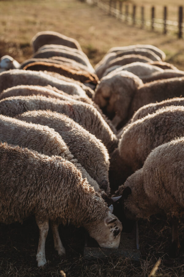 Sheep in paddock Casino 2021 4