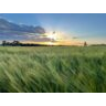 Wheat crop NNSW 2