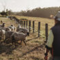 Sheep in paddock Casino 2021 (2).jpg