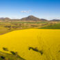 Canola Victoria.jpg