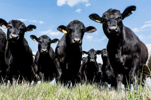 Black Angus