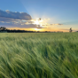 Tom Koerstz wheat crop NNSW (1).png