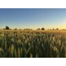 Wheat Crop NNSW 1