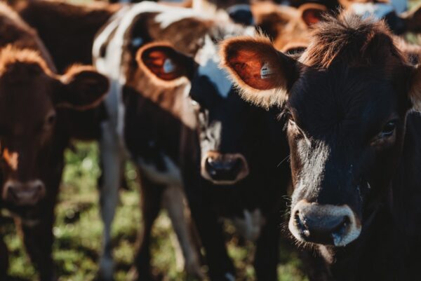 Beef cattle Casino 2021 4